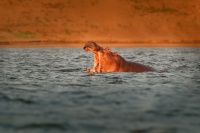 Hroch obojzivelny - Hippopotamus amphibius - Hippopotamus o3476